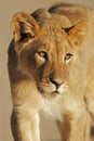 Young African lion Royalty Free Stock Photo