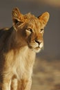 Young African lion Royalty Free Stock Photo