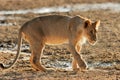 Young African lion Royalty Free Stock Photo