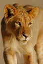 Young African lion Royalty Free Stock Photo