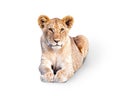 Young African Lion Cub Isolated on White Royalty Free Stock Photo