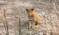 Young African lion cub sitting behind grass reeds Royalty Free Stock Photo