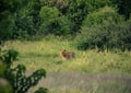 Young african Lion on the hunt in the Chobe Nationalpark in Botswana Royalty Free Stock Photo