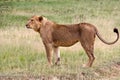 Young African lion (Panthera leo) Royalty Free Stock Photo