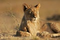 Young African lion Royalty Free Stock Photo