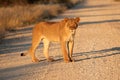 Young African lion Royalty Free Stock Photo