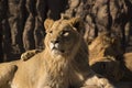 Young African lion resting with family pride Royalty Free Stock Photo