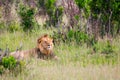 Young African lion is resting Royalty Free Stock Photo