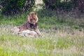 Young African lion is resting Royalty Free Stock Photo