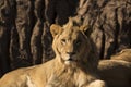 Young African lion watching and alert Royalty Free Stock Photo