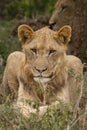Young African Lion Royalty Free Stock Photo