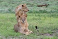 Young african lions in Chobe national park Royalty Free Stock Photo