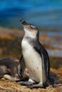 Young African penguin - South Africa
