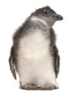 Young African Penguin, Spheniscus demersus, 2 months old