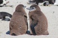 2 Young African Penguins