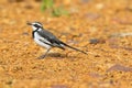 Young African Pied Wagtail bird in grey black white on ground at Serengeti National Park in Tanzania, Africa Royalty Free Stock Photo