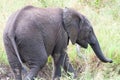 Young Elephnat_7511