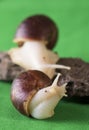 Young african snail