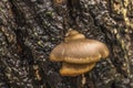 A young agaric on a tree