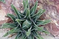 Young agave plant, in Latin it is called Agave victoriae-regina.