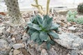 Young agave plant, in Latin it is called Agave isthemensis, it shows the rosette or rose-like disposition of the leaves.