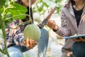 Young agricultural researchers are holding a large melon in their hands with smile face. This farm is organic farming.