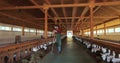 Young agriculture worker cleaning and feeding goats. Organic husbandry production concept.