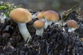 Young Agrocybe aegerita. Growing on a dead tree trunk. Spain