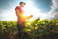 A young agronomist examines young sunflower plants on agricultural land. Farmer on a green field