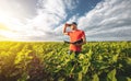 A young agronomist examines young sunflower plants on agricultural land. Farmer on a green field