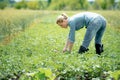 Young agronomist working on a field, on hot summer day