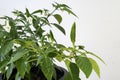 Young Agudo pepper (Capsicum annuum) on the tree Royalty Free Stock Photo