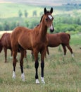 Young akhal-teke horse Royalty Free Stock Photo