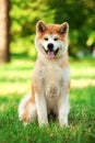 Young akita inu dog sitting outdoors on green grass