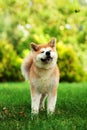 Young akita inu dog sitting outdoors on green grass