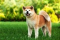 Young akita inu dog standing outdoors on green grass