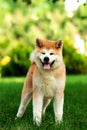 Young akita inu dog standing outdoors on green grass