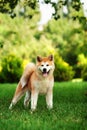 Young akita inu dog standing outdoors on green grass