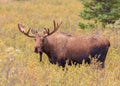 Young Alaska-Yukon Bull Moose in Velvet Royalty Free Stock Photo