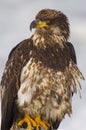 Young Alaskan Bald Eagle, Haliaeetus leucocephalus