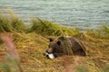 Young Alaskan Brown Bear feasting on a fresh caught salmon, Chilkoot River