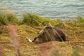 Young Alaskan Brown Bear keeping an eye out while feasting on fresh caught salmon, Chilkoot River