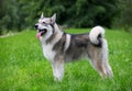 Young Alaskan Malamute