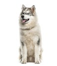 Young Alaskan Malamute dog looking up against white background