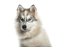 Young Alaskan Malamute dog with one blue eye against white backg Royalty Free Stock Photo