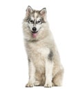 Young Alaskan Malamute dog sitting against white background