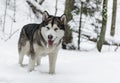 Young Alaskan Malamute Dog Standing in Snowy Forest. Portrait with Open Mouth