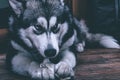 Young alaskan malamute eats bone on a floor. Selective focus. To Royalty Free Stock Photo