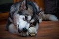 Young alaskan malamute eats bone on a floor. Selective focus. To Royalty Free Stock Photo