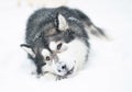 Young alaskan malamute lying playing with snow. snowy nose. Dog winter. Royalty Free Stock Photo